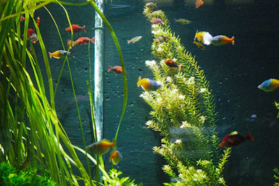 a fish tank filled with lots of different colored fish
