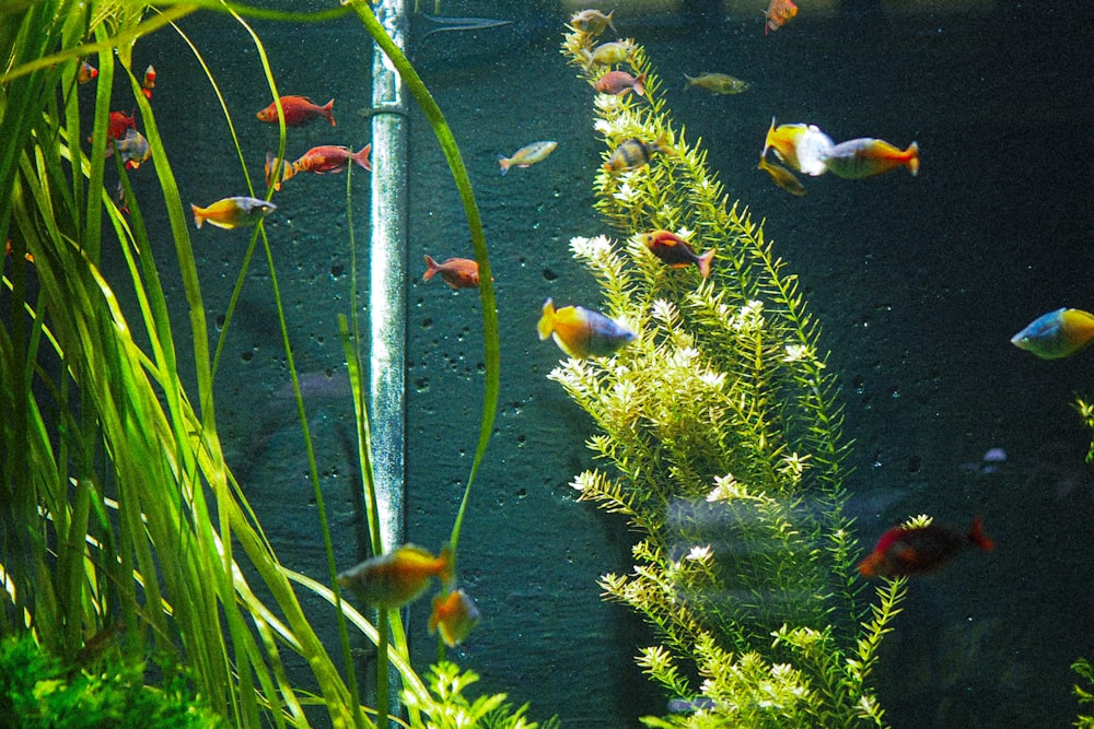 a fish tank filled with lots of different colored fish