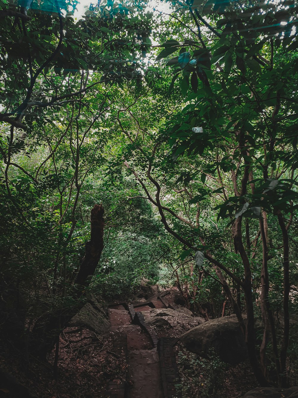 a path in the middle of a forest with lots of trees