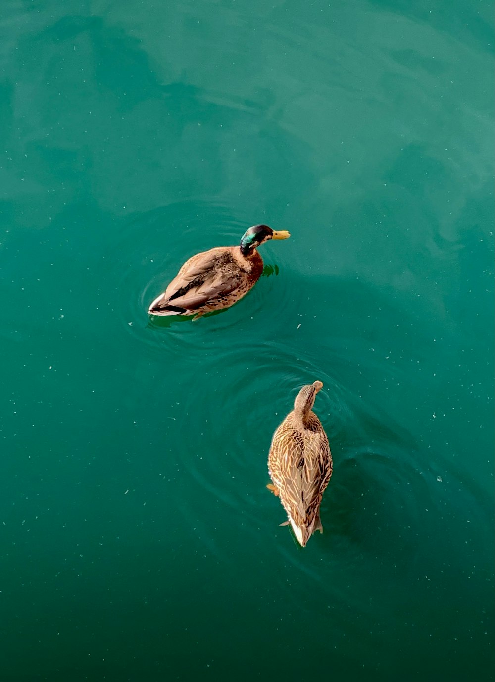 a couple of ducks swimming in a body of water