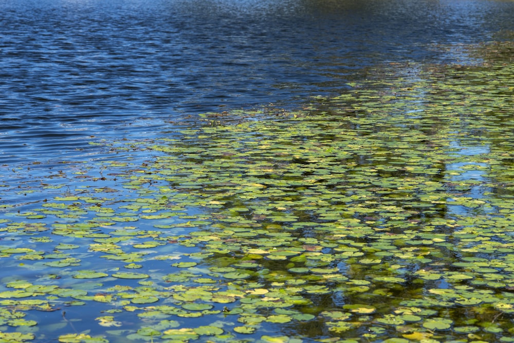 a body of water filled with lots of green leaves