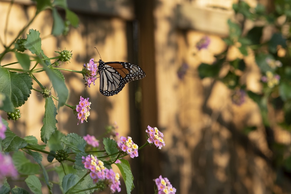 a butterfly that is sitting on a flower