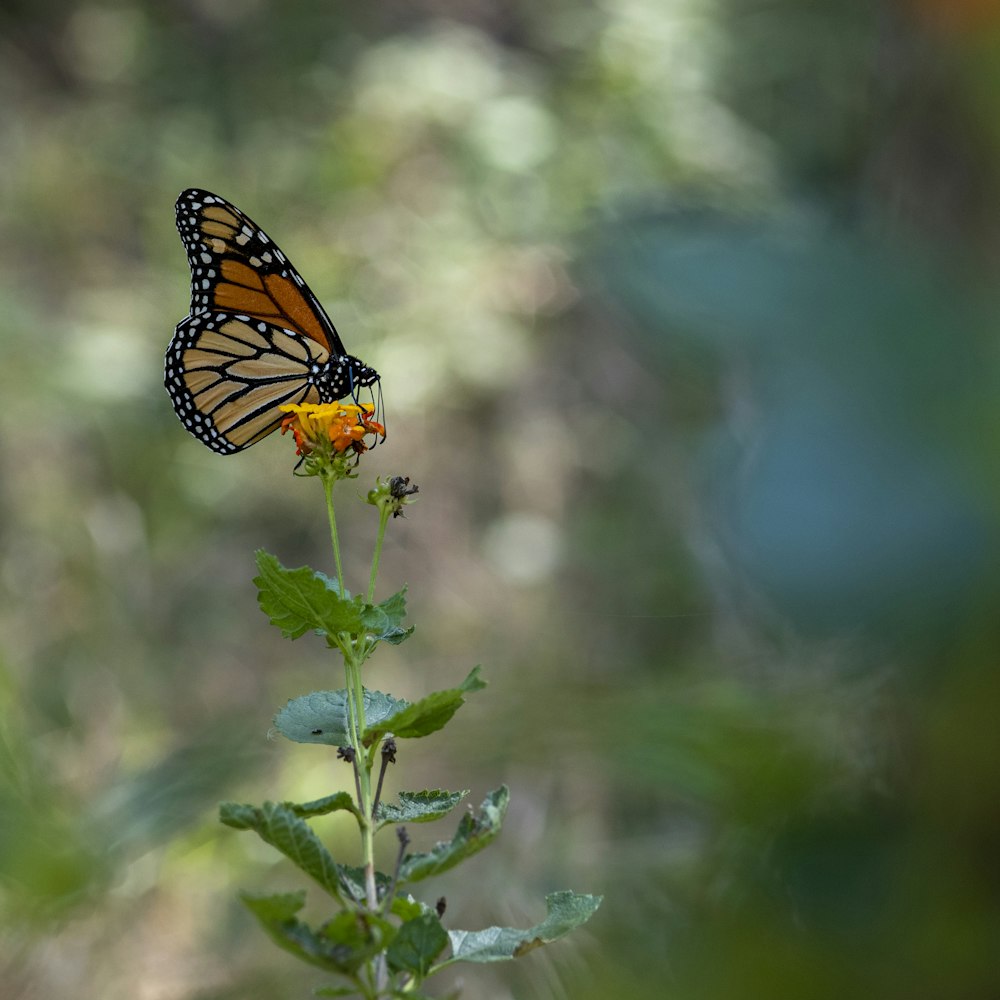 a monarch butterfly sitting on a flower in a forest