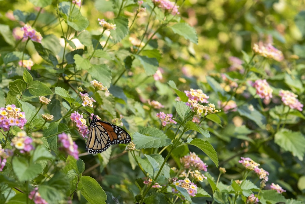 a butterfly sitting on top of a purple flower