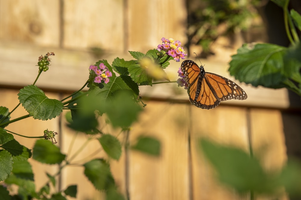 a butterfly that is sitting on a flower