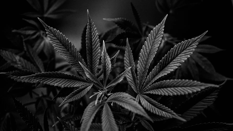 Sour Diesel