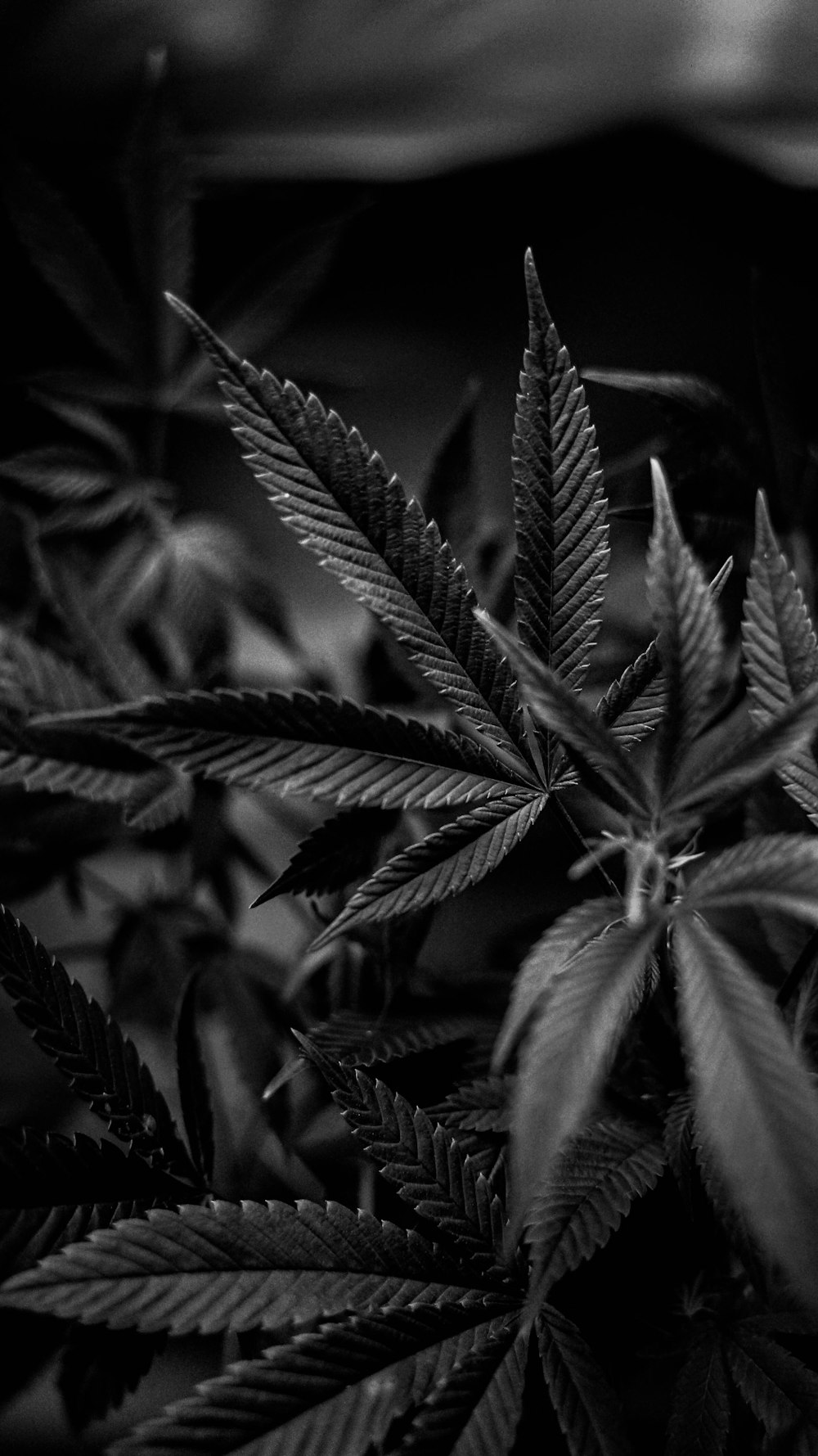 a black and white photo of a marijuana plant