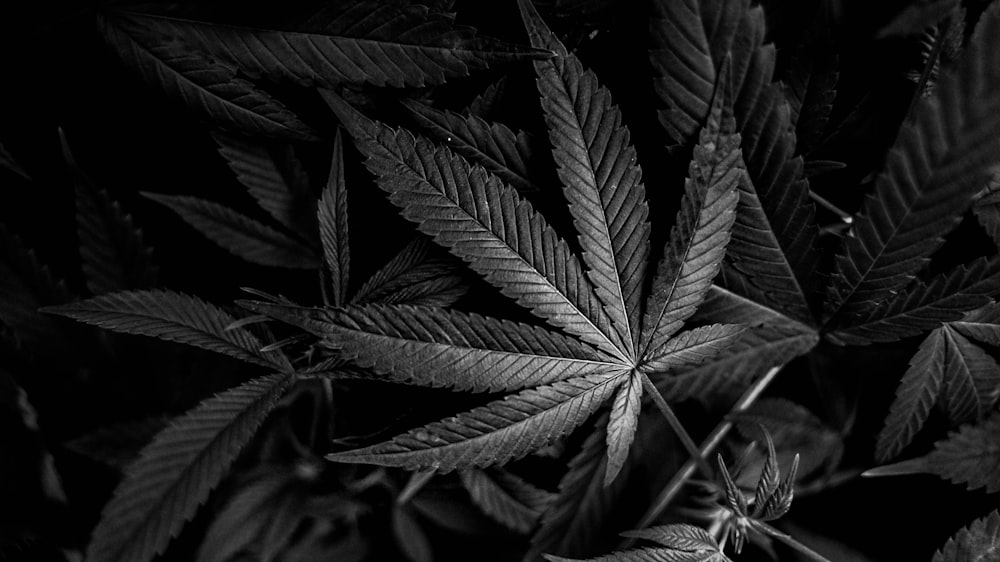 a black and white photo of a marijuana plant