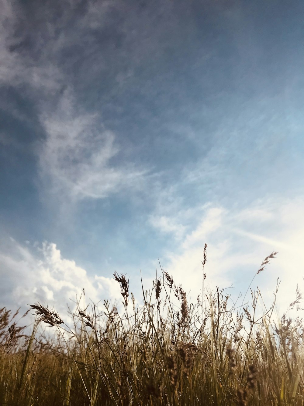 a field of tall grass under a cloudy blue sky