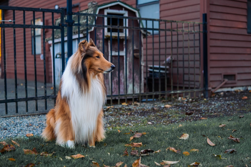 a brown and white dog sitting on top of a lush green field