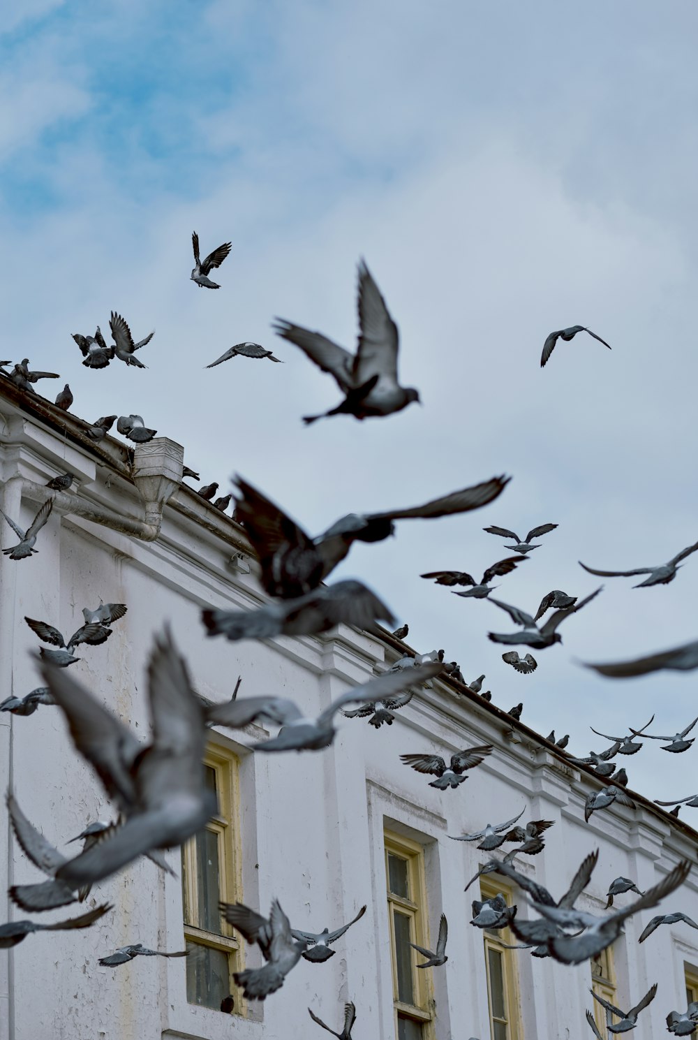 a flock of birds flying over a building