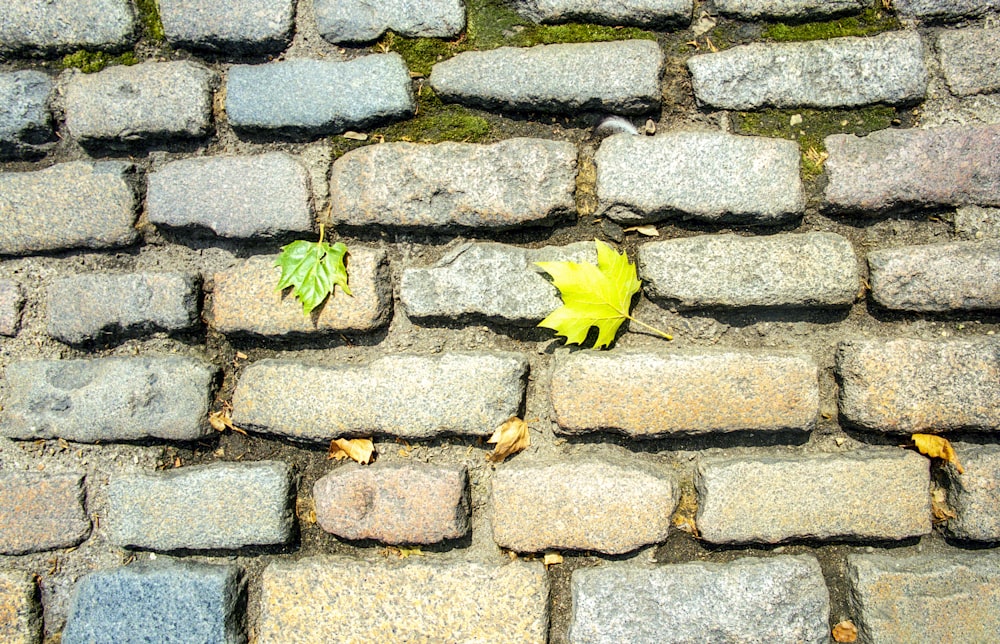 a leaf is growing on a cobblestone road