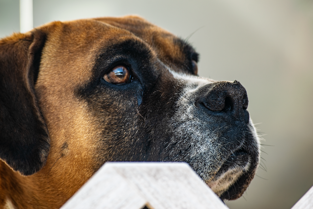 a close up of a dog looking over a fence