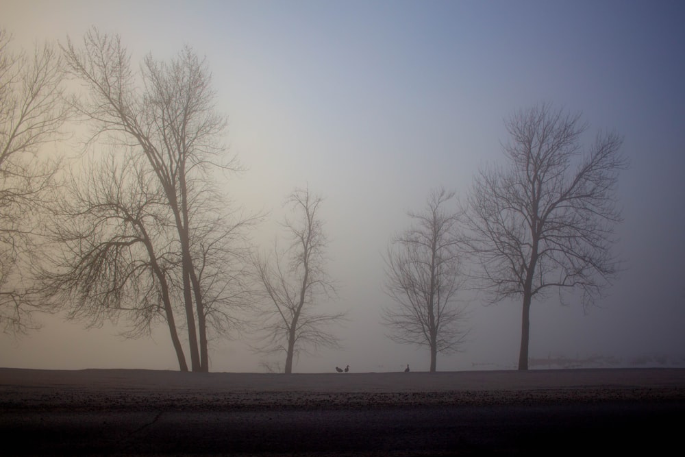 a foggy day with trees and a dog