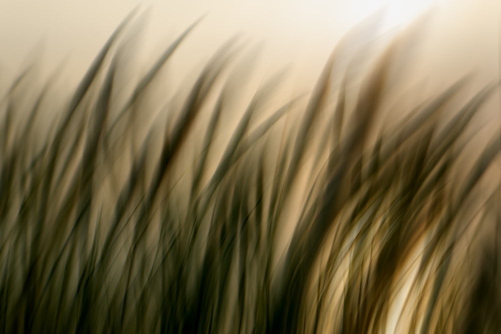 a blurry photo of grass blowing in the wind