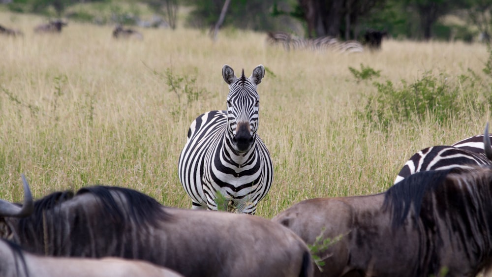 a herd of zebra standing on top of a grass covered field