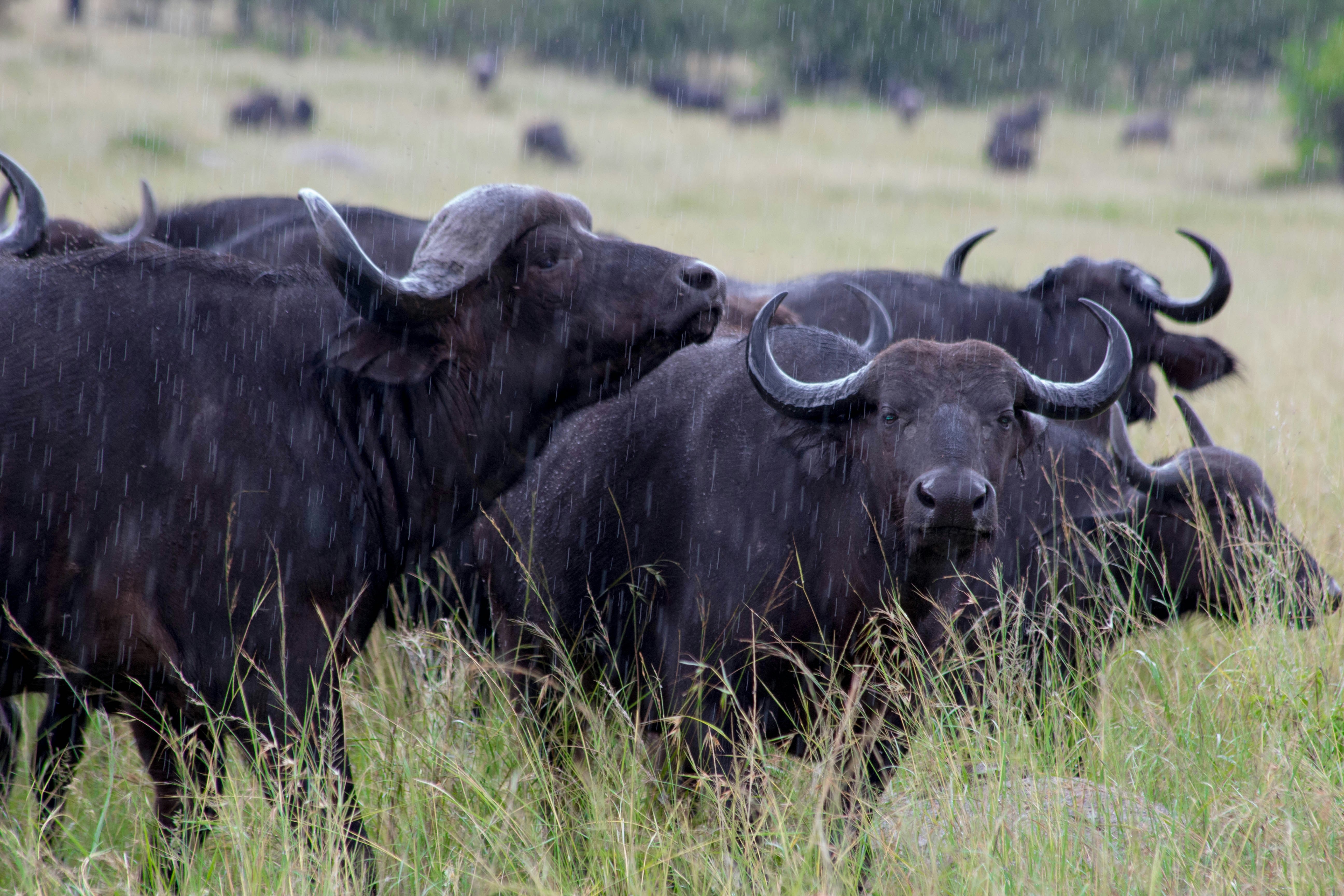 a herd of buffalo standing on top of a grass covered field, Imbufaliti sotto la pioggia 😊</p><p>Buffaloes in the rain