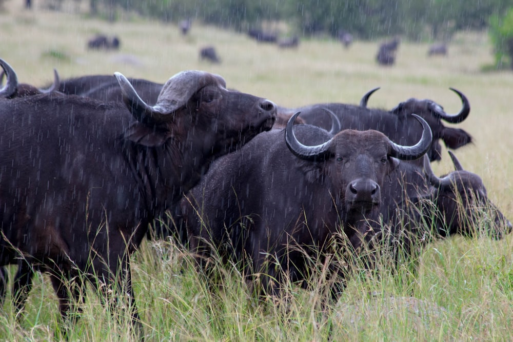 a herd of buffalo standing on top of a grass covered field