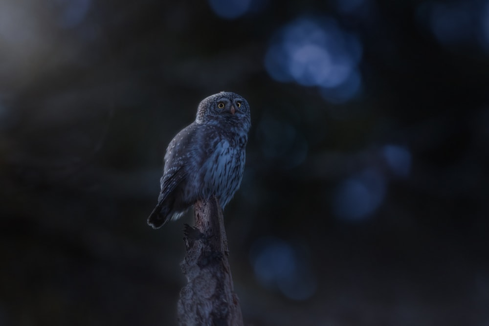 a small owl sitting on top of a tree branch