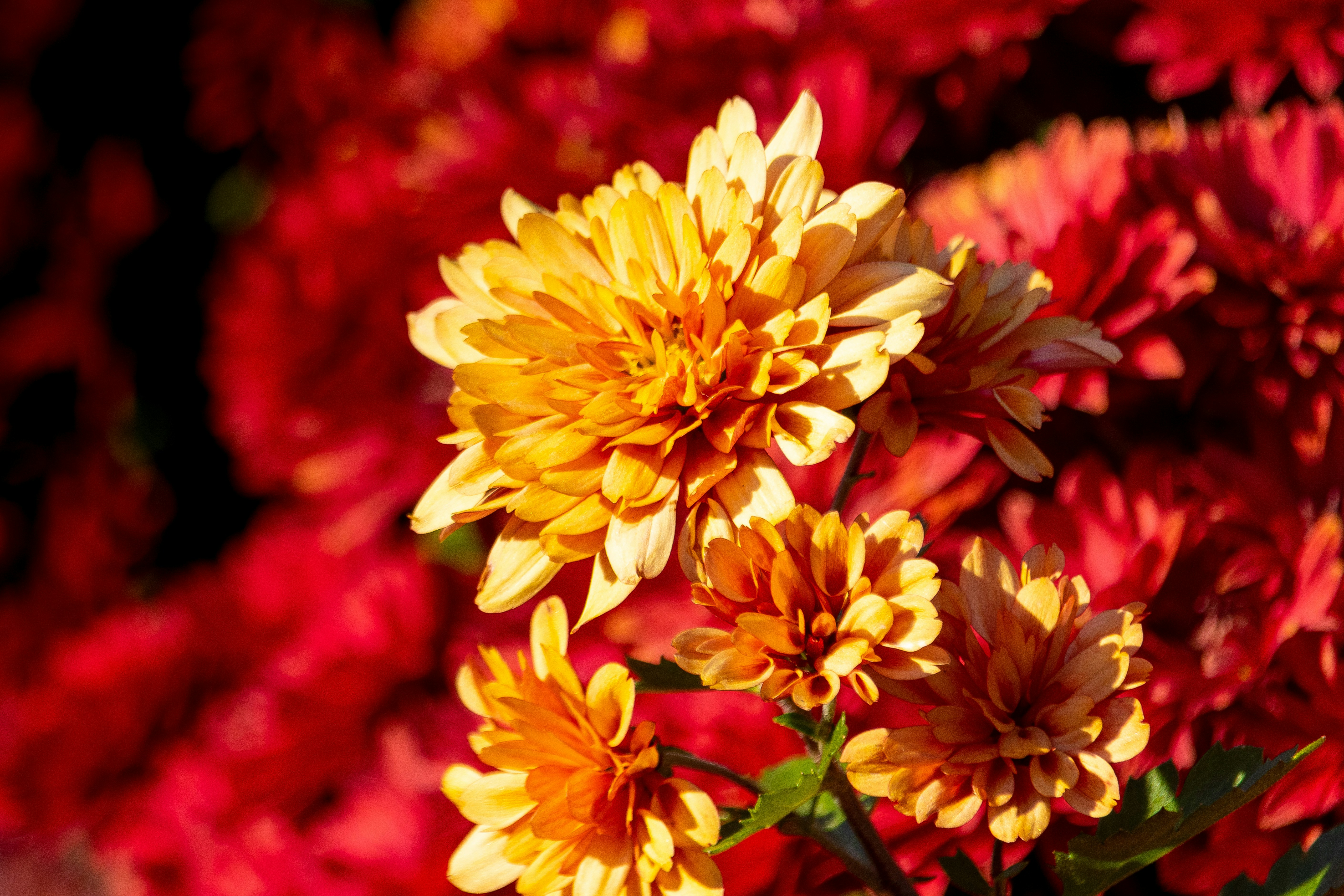 Photo by uin84917798