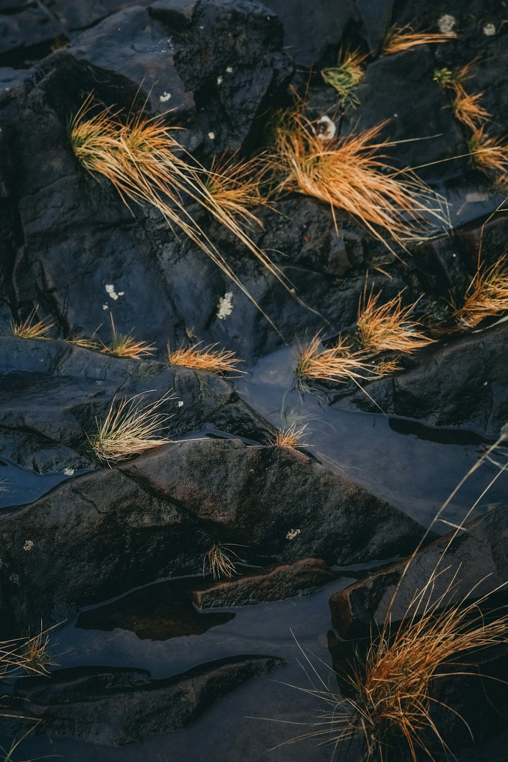 a close up of rocks with grass growing out of them