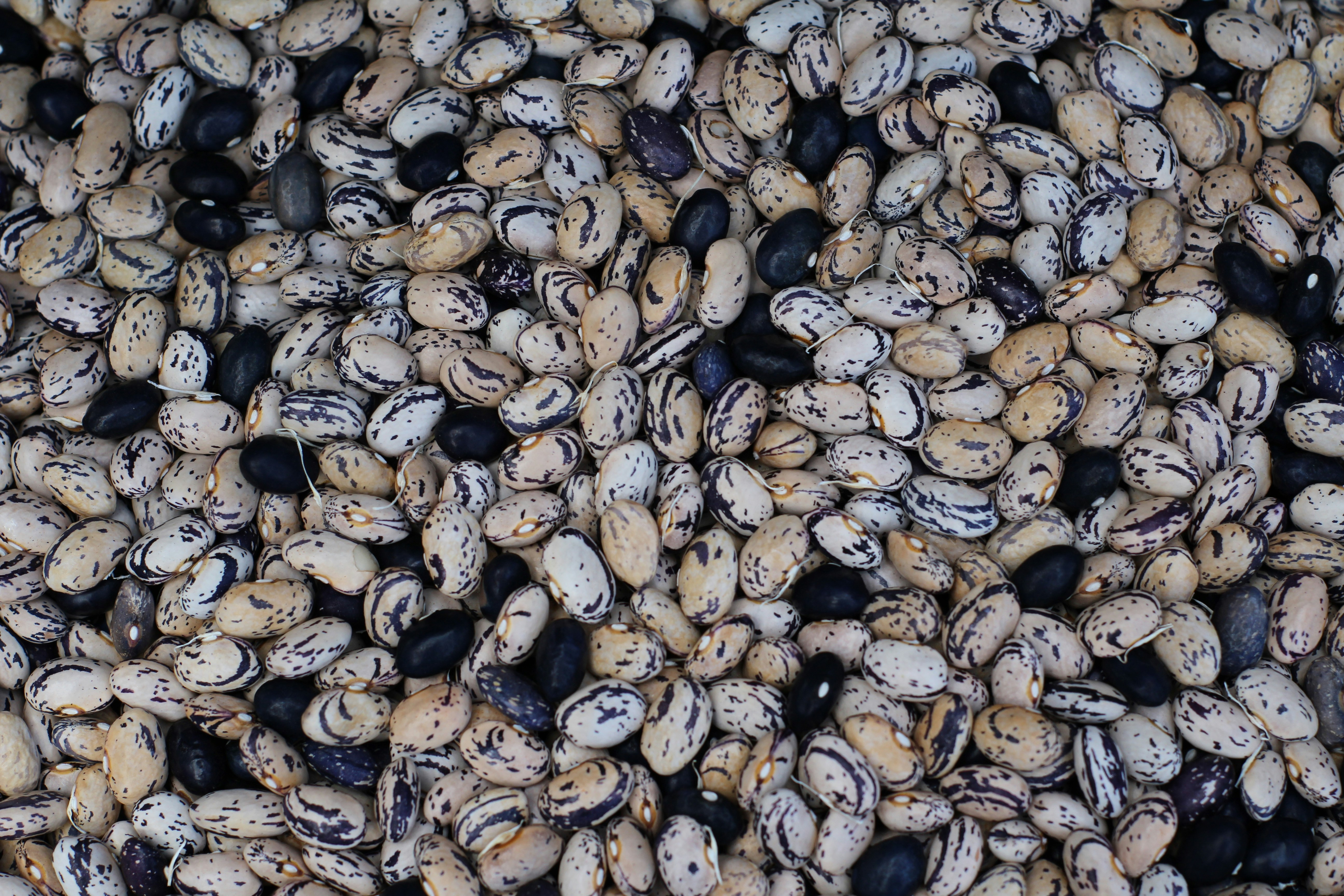 Frijoles Negros Orgánicos