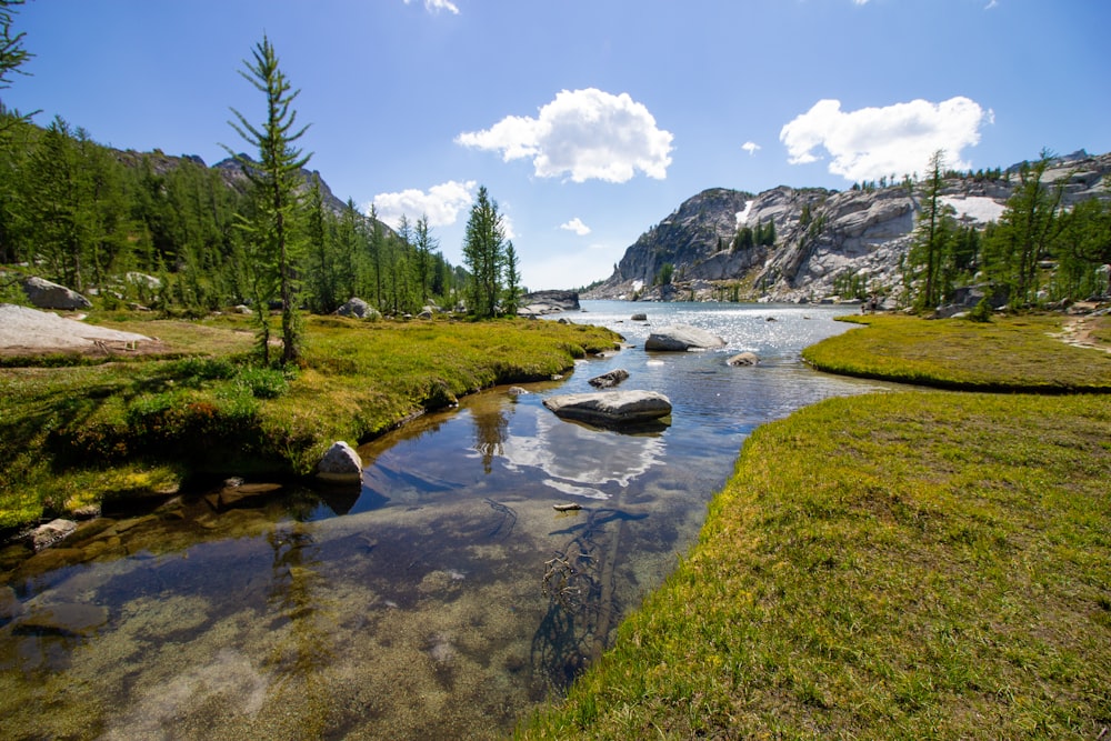 a stream running through a lush green forest