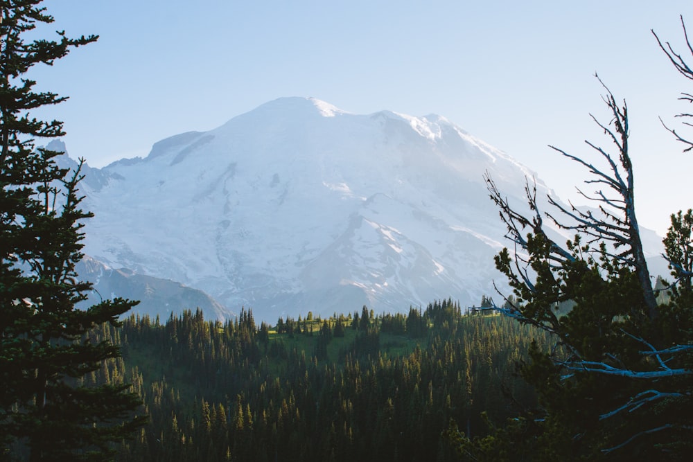 a large snow covered mountain towering over a forest