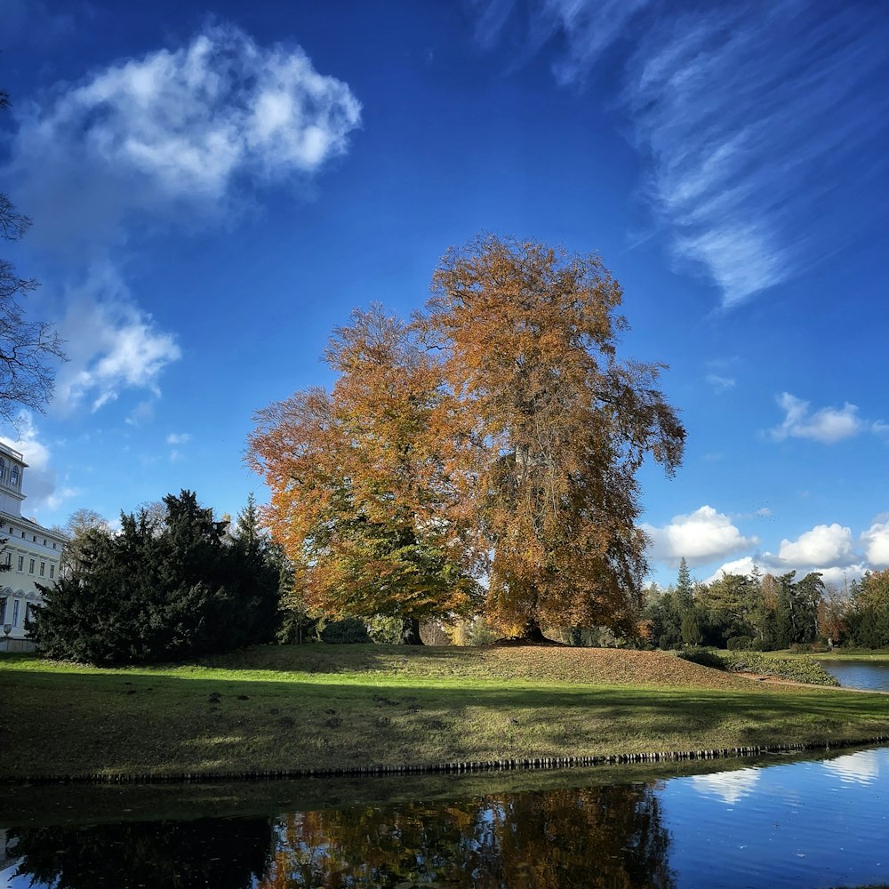 a large tree sitting next to a body of water