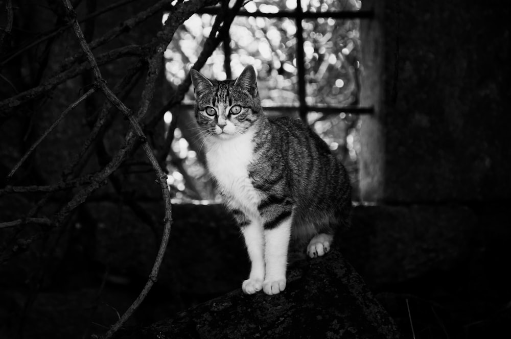 a cat standing on a rock in front of a window