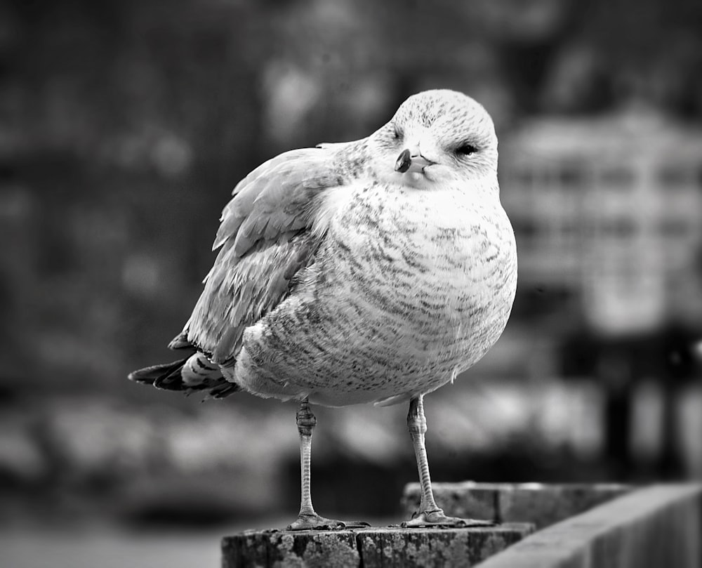 a black and white photo of a bird on a ledge