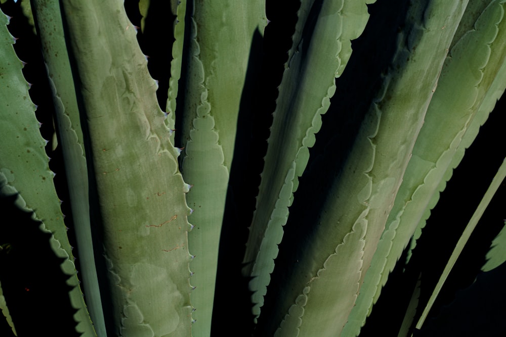 a close up of a large green plant