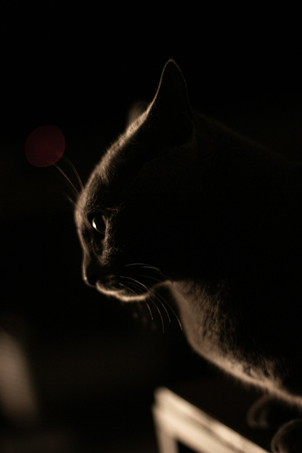 a black cat sitting on top of a table