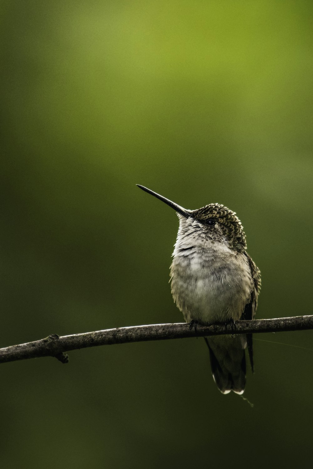 Un pequeño pájaro sentado en un cable con un fondo borroso