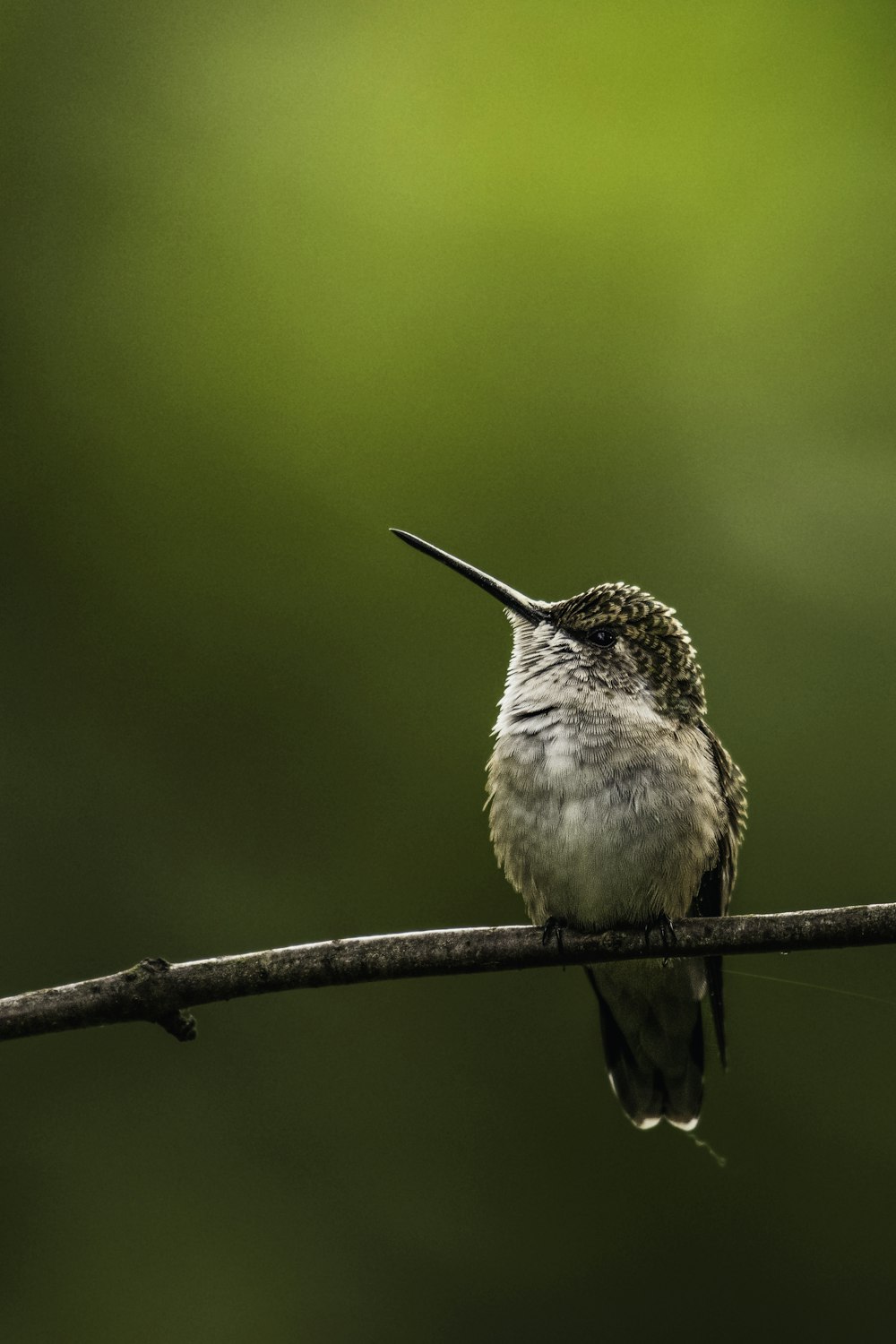 a small bird sitting on a wire with a blurry background