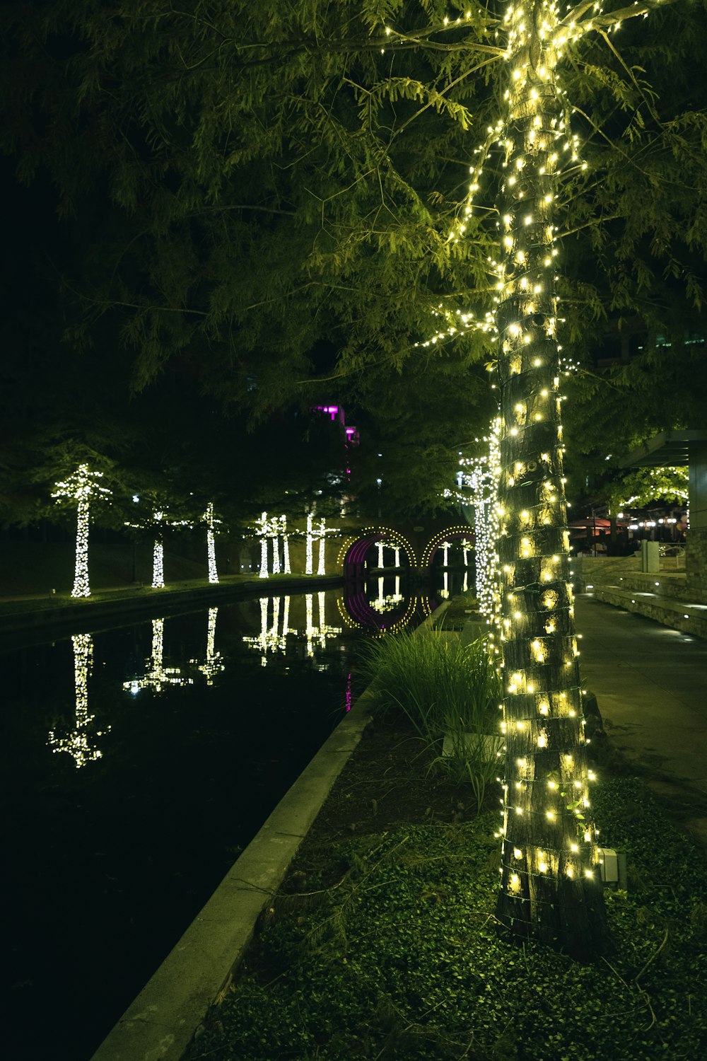 a lighted tree next to a body of water