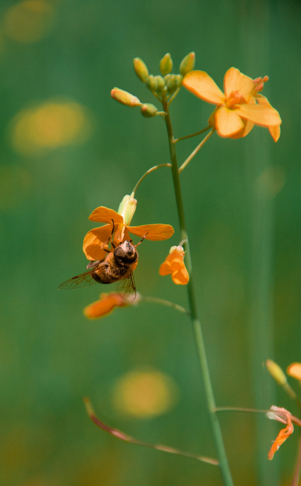 a close up of a flower with a bee on it