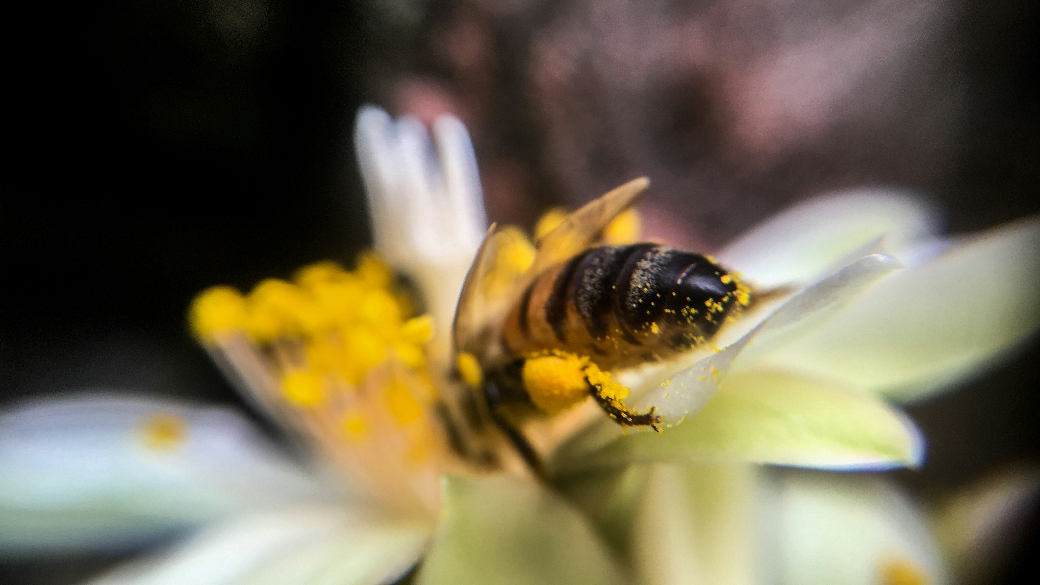 Polifenol Propolis Lindungi Sel Saraf dari Stres