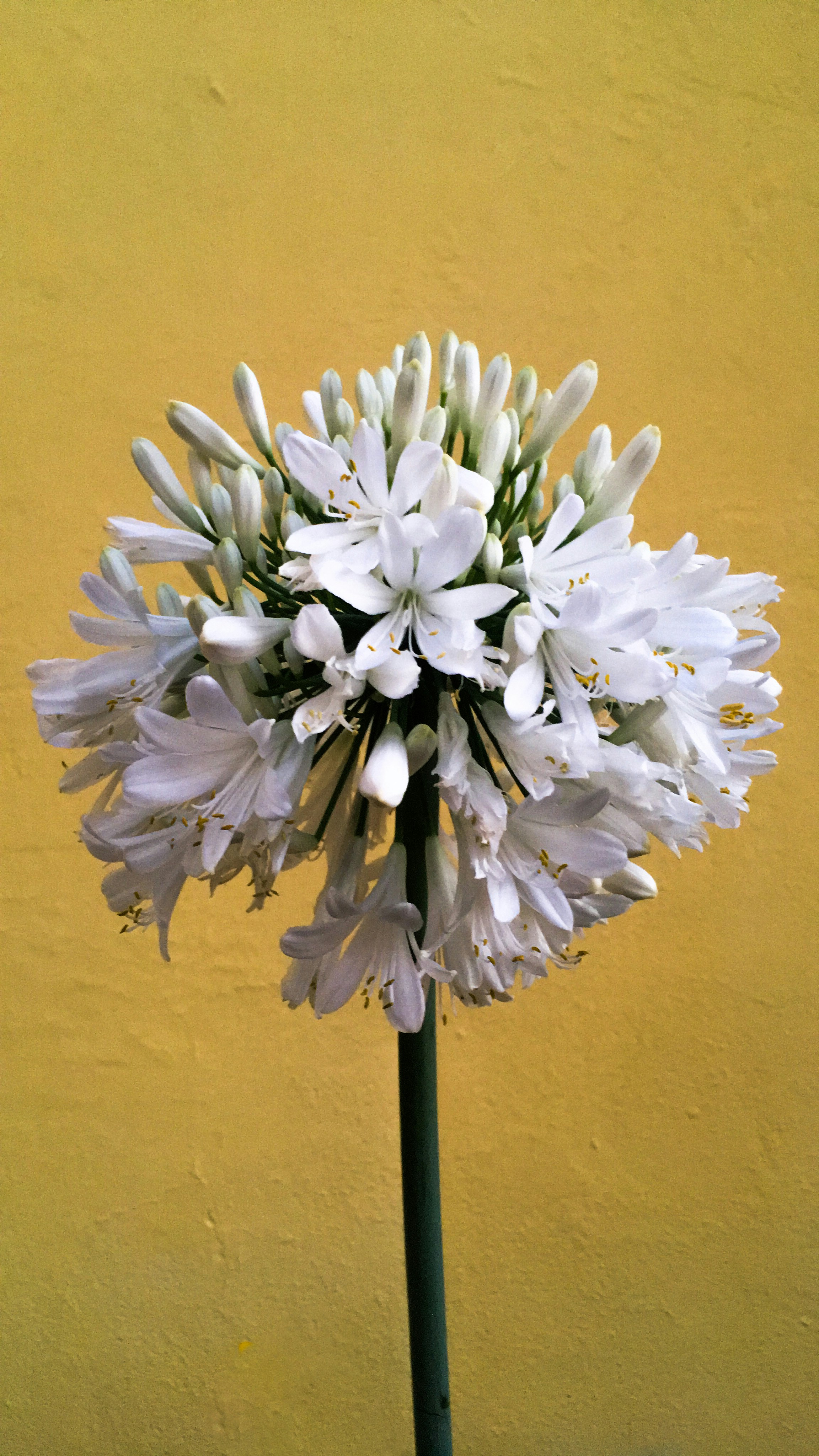 A bouquet of Narcissus flowers representing global unity
