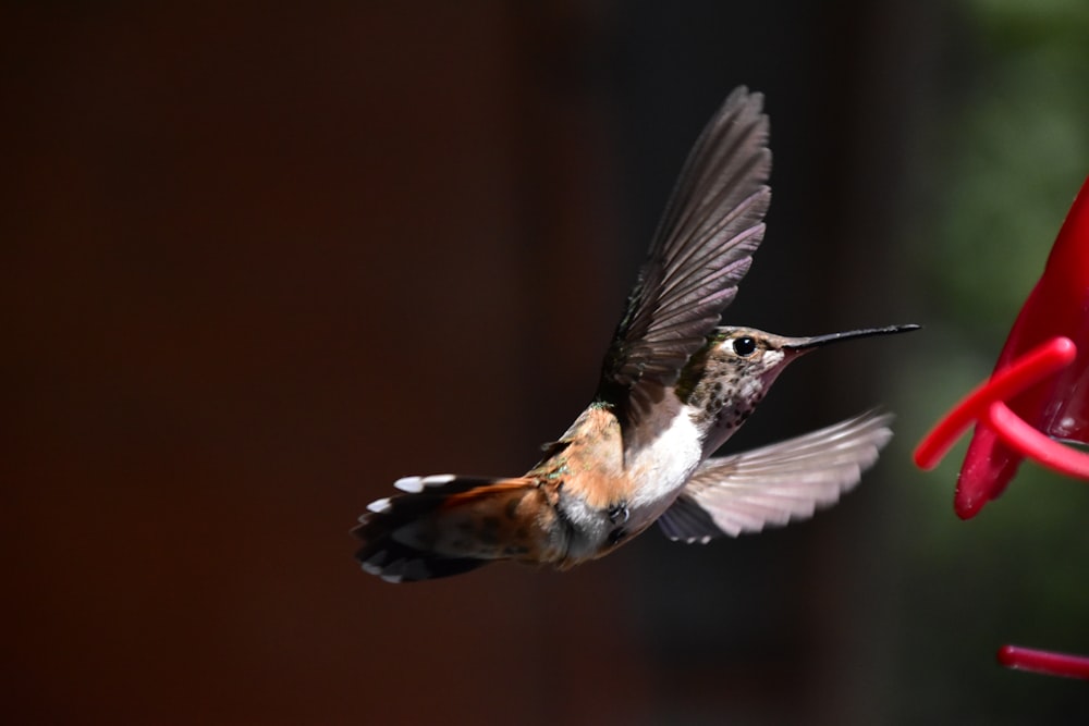 a hummingbird flying towards a red hummingbird feeder