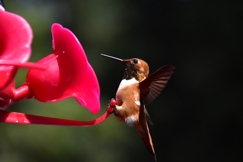 a hummingbird feeding from a hummingbird feeder