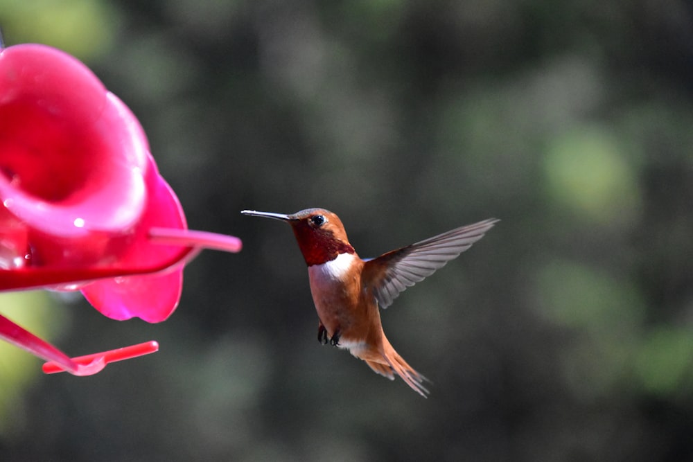 a hummingbird hovering near a pink flower