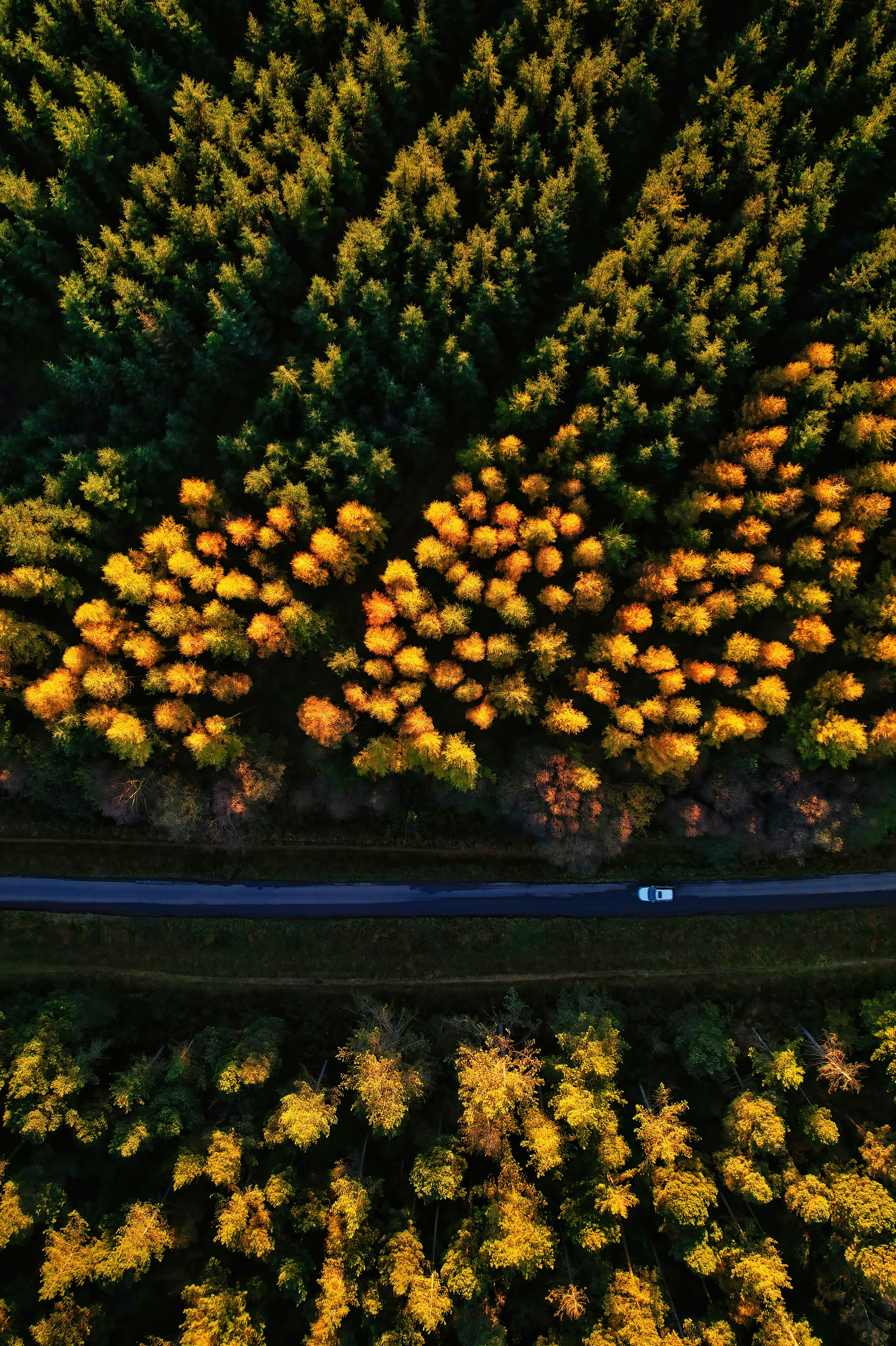 Autumn Angle 🌄🌲🚗 Low Autumn sun highlighting the treetops and casting a lone traveller in the shade.