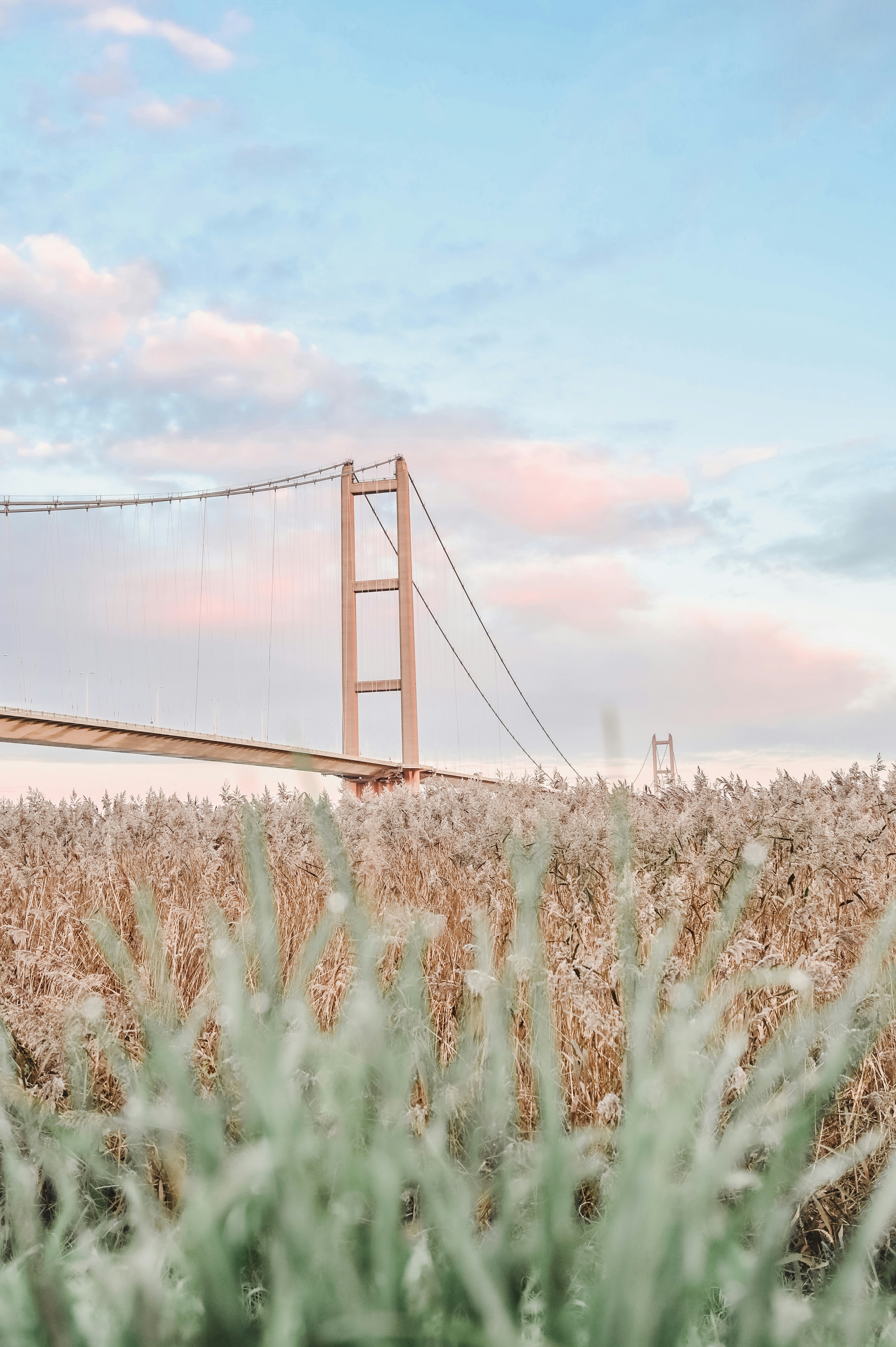 a view of a bridge from a field of corn