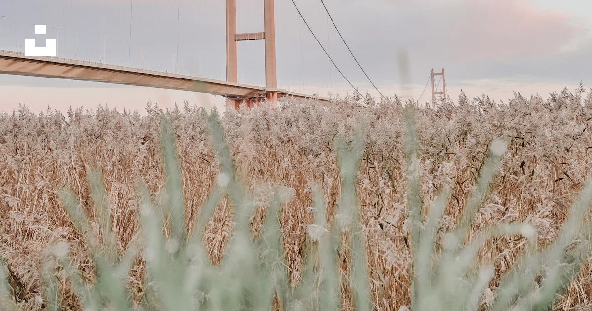 Corn Bridge A view of a bridge from a field of corn photo – Free Blue Image on Unsplash