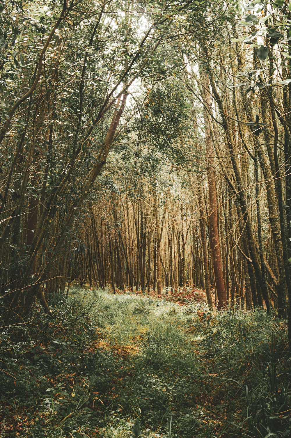 a forest filled with lots of tall trees