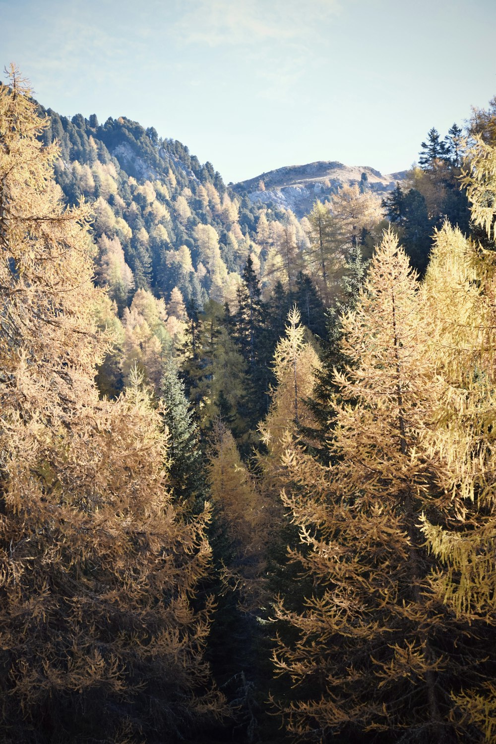 a forest filled with lots of tall trees