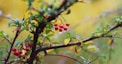 a bush with red berries and green leaves