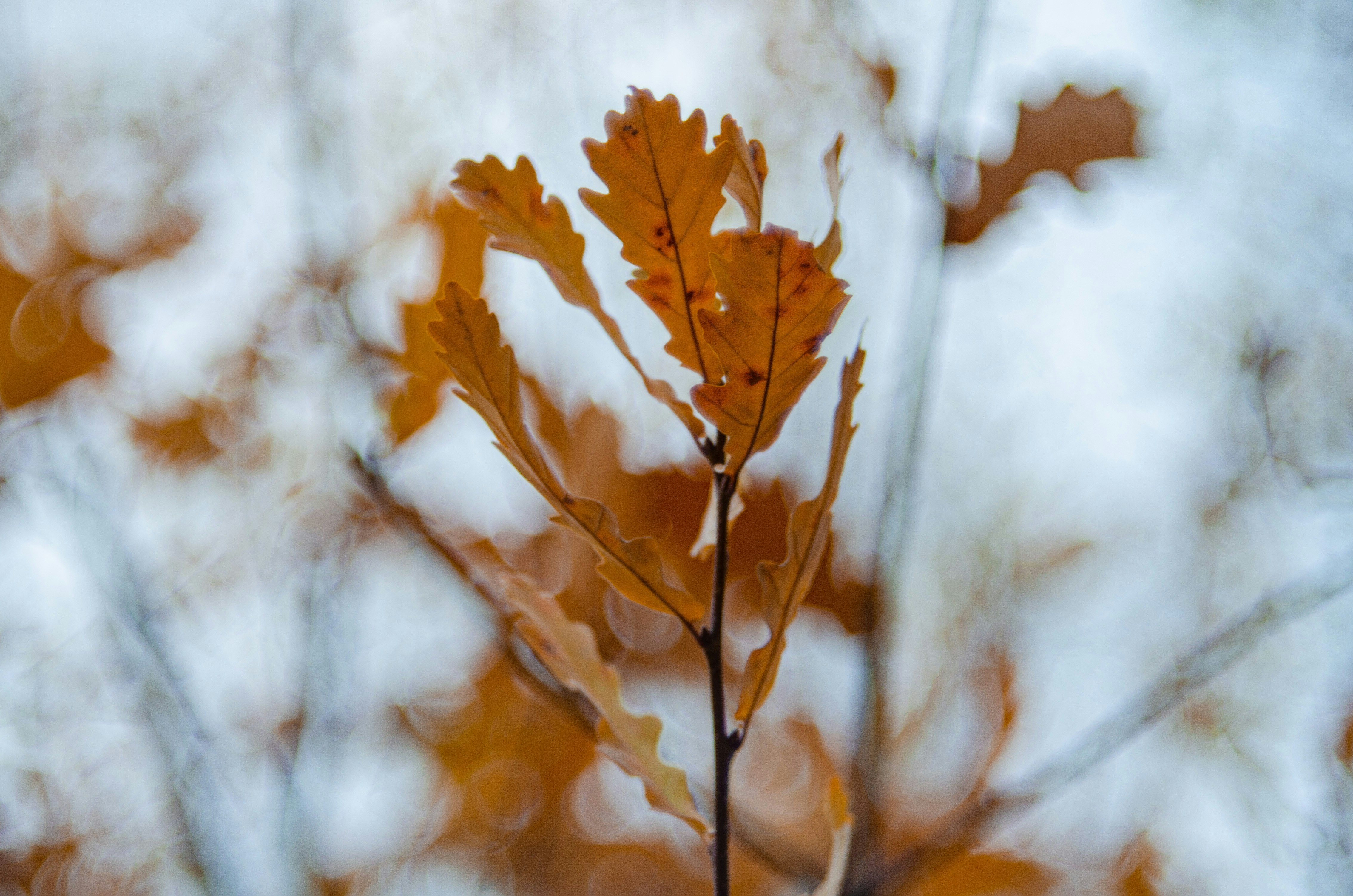 Photo by indi_grunge