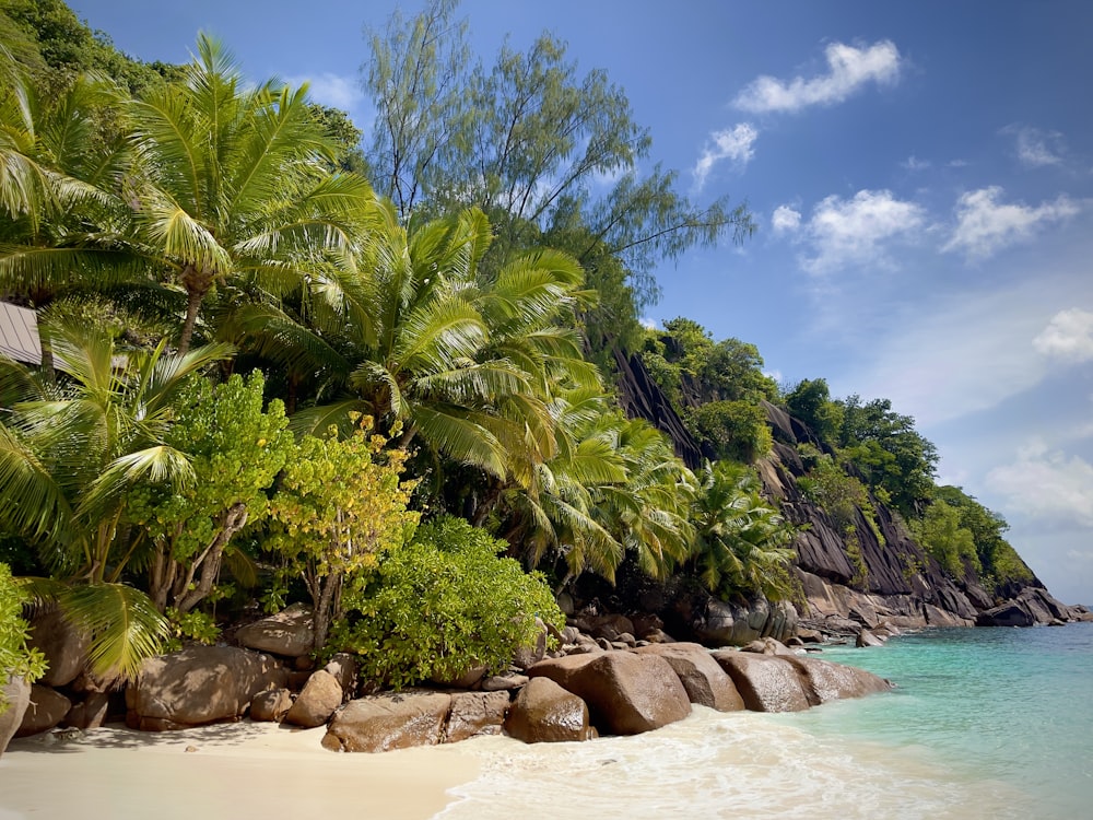 Una playa tropical con palmeras y rocas